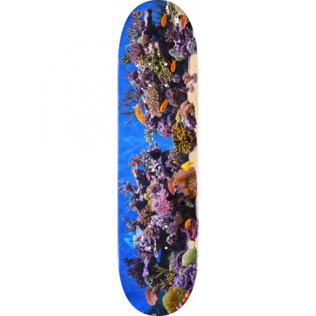 DK ML MAPLE "18" 8.0 242 K20 FISH TANK